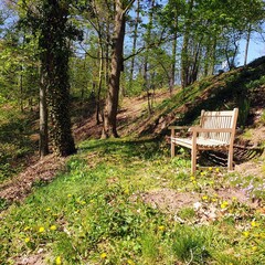 Wooden bench in a forest placed at a slope in springtime