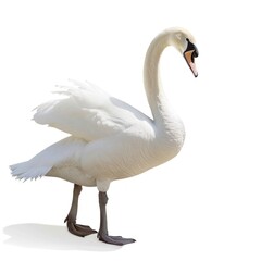 Obraz premium Elegant swan gracefully isolated on a pristine white background. High-resolution photograph.