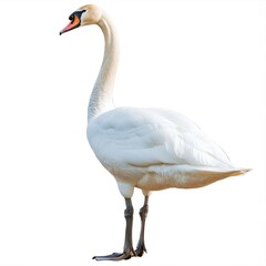 Fototapeta premium A high-resolution image capturing the beauty of a solitary swan, set against a pure white background.