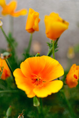 Obraz premium California golden poppy, pretty orange ornamental flower, eschscholzia