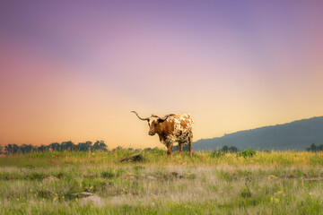 Longhorn at Dusk