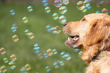 golden retriever puppy bubbles