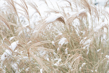 Miscanthus under the snow in winter. Garden plant.