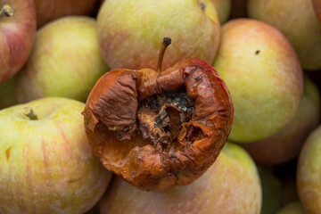 rotten apple surrounded by apples in good condition
