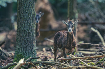 Mufflons im Wald