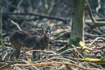 Mufflons im Wald