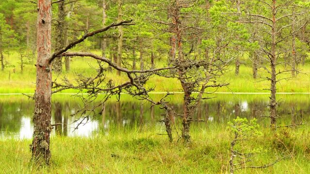Swamp Viru Raba in Estonia