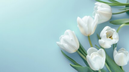 Obraz premium white tulip flowers generative ai