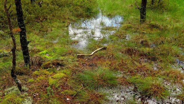 Swamp Viru Raba in Estonia