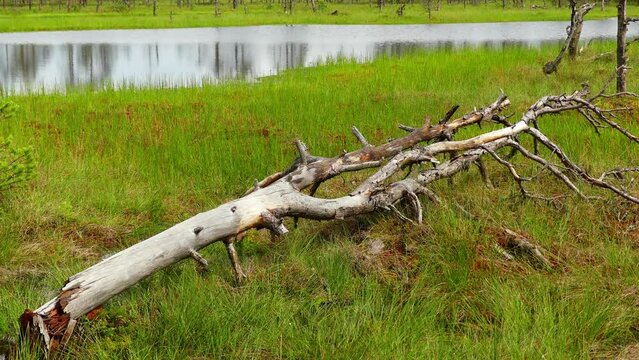 Swamp Viru Raba in Estonia