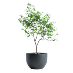 Leafy tree in minimalist black pot. Contemporary design and decoration idea, isolated on transparent background. png format