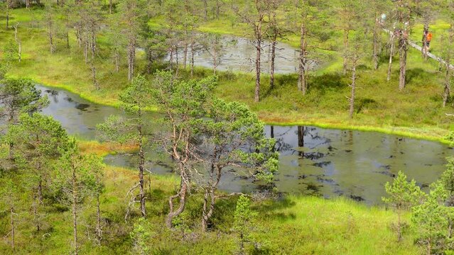 Swamp Viru Raba in Estonia