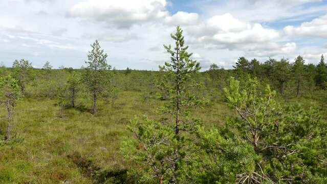 Swamp Viru Raba in Estonia