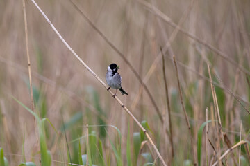reed bunting in the reeds