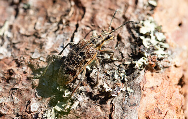macro of a beetle,  rhagium inquisitor