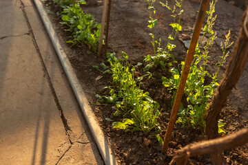 Garden spring, sunny weather.