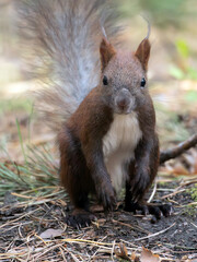 Brown squirrel sitting on the ground and looking at the camera