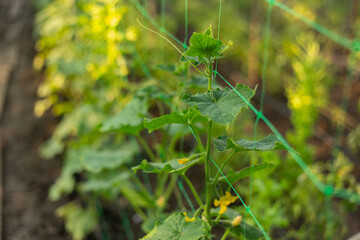 Cucumbers growing in open ground. Seedlings in the garden bed surrounded by greenery. Small green cucumber plants.