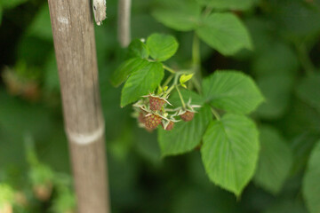 Close-up of raspberries and green leaves in the garden. Berries growing on a raspberry bush in a fruit garden.