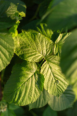 Green leaves in the garden