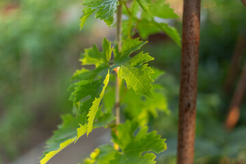Beautiful grape leaves in a vineyard. Summer vineyard background on a sunny day.