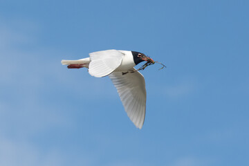 Black-headed gull (Chroicocephalus ridibundus) in flight carrying twigs for building its nest