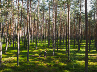 Obraz premium A man with a husky dog ​​on a leash walks in a pine forest on a summer day, photo view from a drone.
