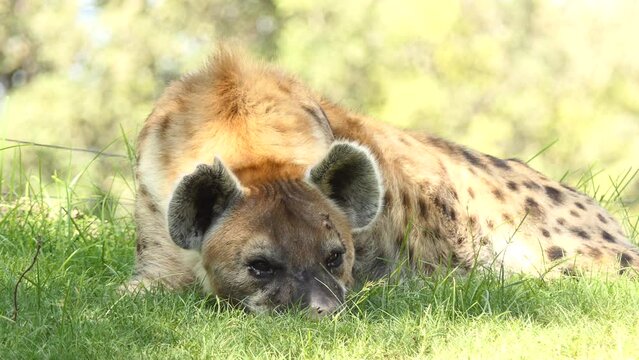 Spotted hyena (Crocuta crocuta), laughing hyena