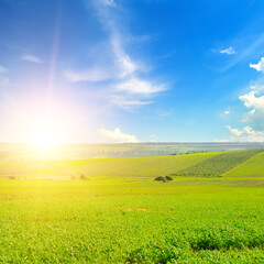 growing fodder crops of green clover or alfalfa in cultivated fields and a bright sunrise.