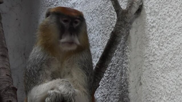 Patas monkey (Erythrocebus patas), also known as the wadi monkey or hussar monkey, is a ground-dwelling monkey distributed over semi-arid areas of West Africa, and into East Africa.