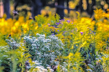 Yellow Solidago flowers at Mayslake