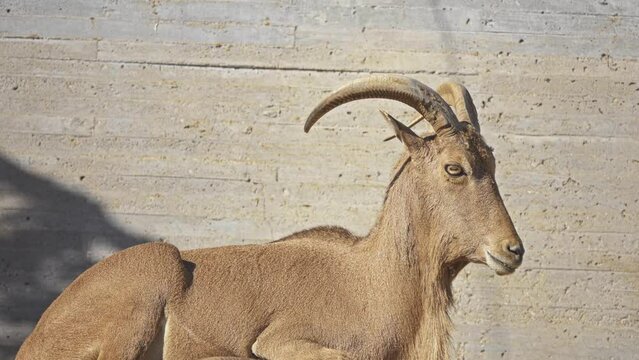 Barbary sheep (Ammotragus lervia) is caprid