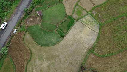 Rural atmosphere with expansive rice fields