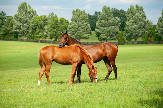 Couple of horses