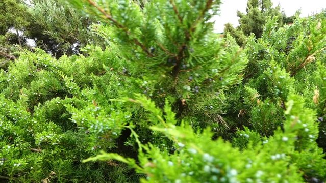 Juniperus virginiana, red cedar, eastern red cedar, Virginian, eastern or red juniper, and other local names, is juniper native to eastern North America.