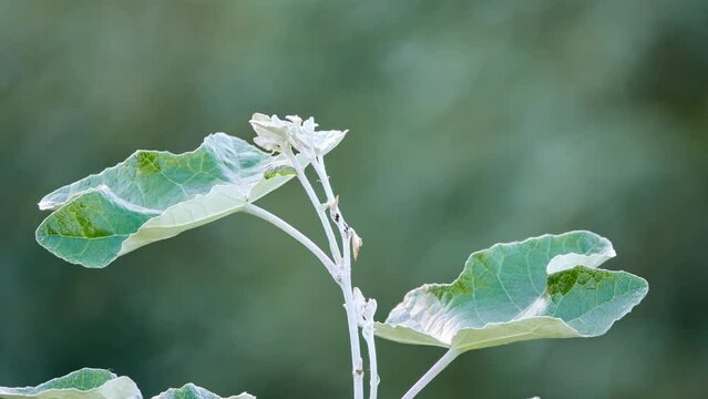Populus alba, commonly called silver poplar, silverleaf poplar, or white poplar, is poplar, most closely related to aspens.
