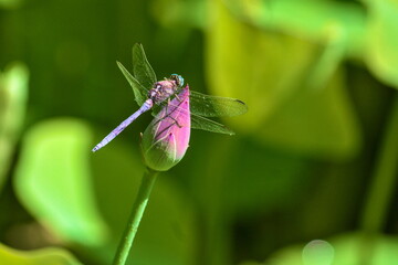 Libélula sobre flor de nenúfar
Dragonfly on water lily flower
