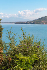 Purple wildflowers growing on the Cilento Coast, Italy