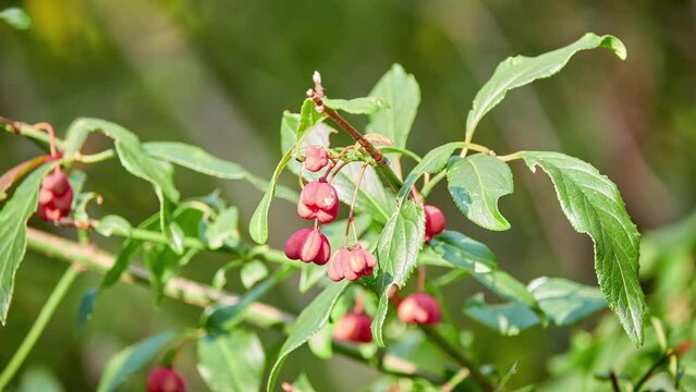 Celastraceae Images – Browse 2,233 Stock Photos, Vectors, and Video ...