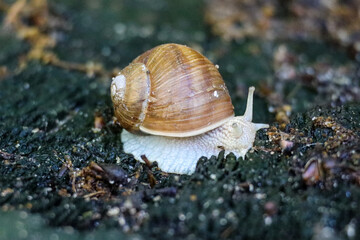 Snail Crawling Up a Tree After the Rain