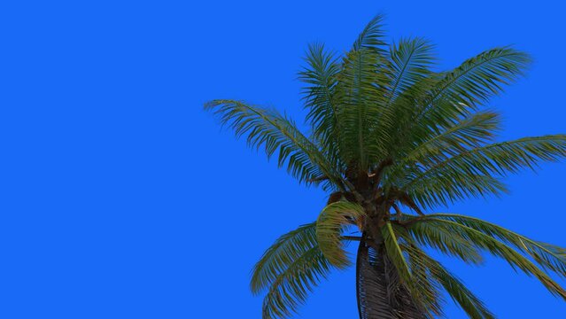 3d render Foreground coconut Animation on blue background	
