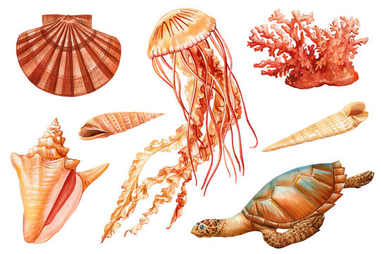 Jellyfish, coral, turtle, seashell on isolated background, watercolor painting illustration. Design sea elements clipart