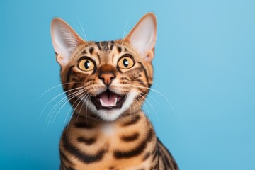 Portrait of a smiling bengal cat over solid color backdrop