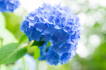 紫陽花の小径