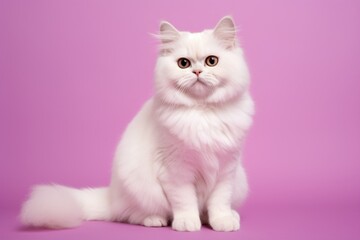 Portrait of a cute munchkin cat over solid color backdrop