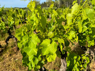 Mourvèdre grapes in Côtes De Provence, France