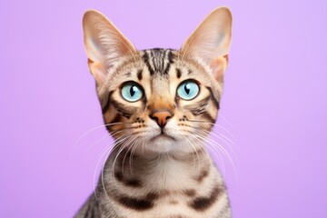 Portrait of a funny ocicat cat isolated in solid pastel color wall