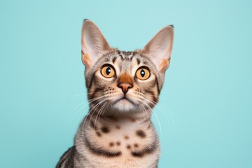 Obraz premium Portrait of a funny ocicat cat on solid pastel color wall