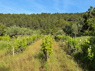 Obraz premium vines in tall grass in backwoods vineyard in Côtes De Provence, France