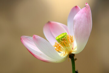 Obraz premium Lotosblumen (Nelumbo) auch Lotos oder Lotus, Blüte